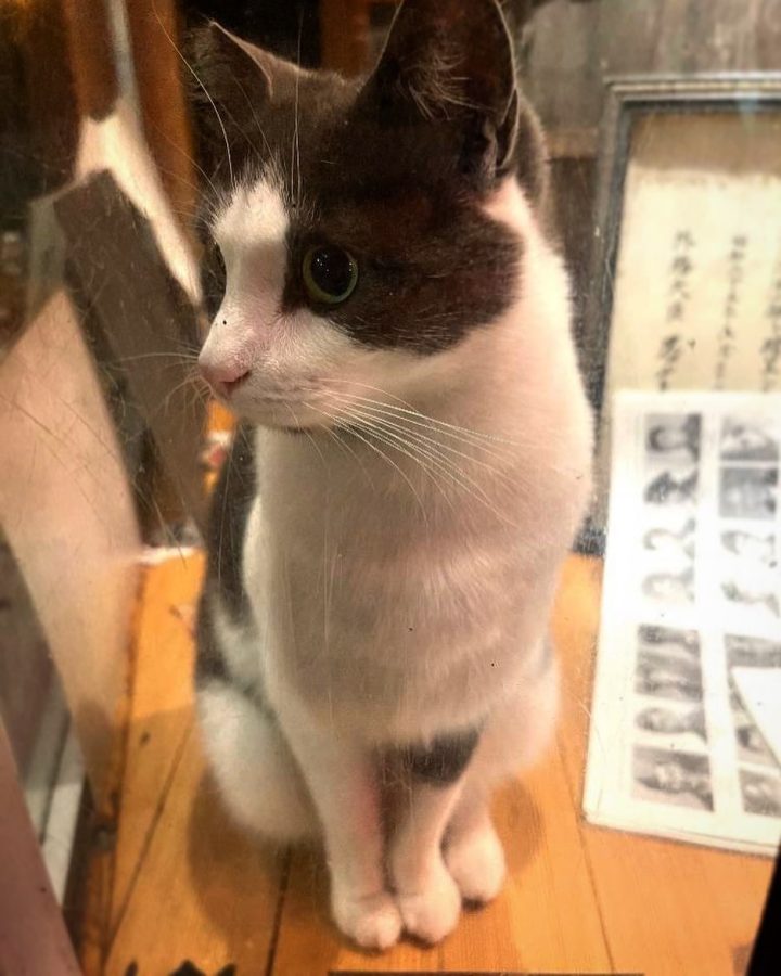 Panama Hotel's resident cat, Miu-Miu. She will show up exactly once in this article. (Yoon L. '23)