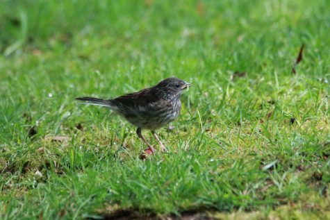 A fully independent junco fledgling found outside Fix Hall on May 16, 2023. Possibly the chick that survived.