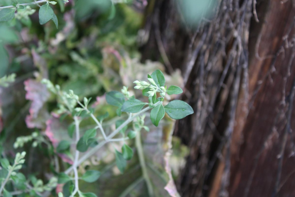 Australian Bush Mint