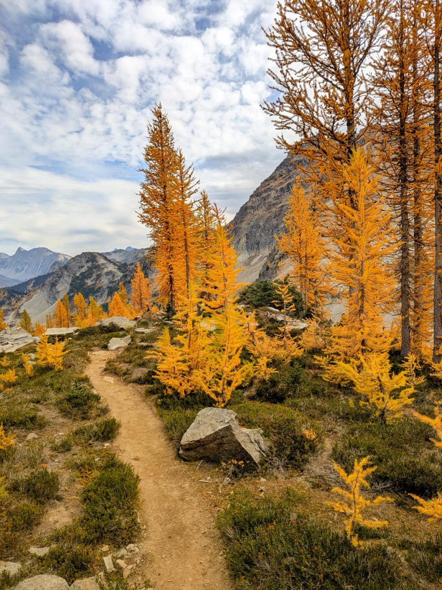 An image of a field of larches near Lewis Lake.